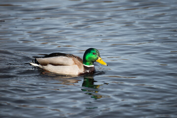 duck on the water