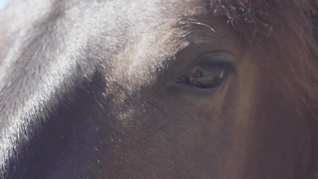 Caballo, PP del ojo. En la granja.