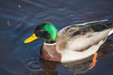 duck on the lake