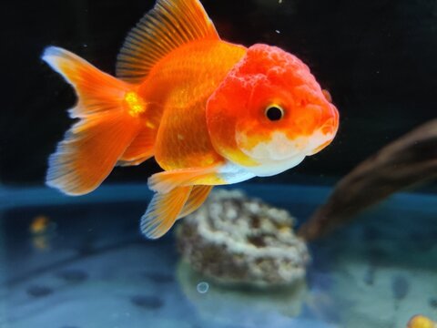 Red Lion Head Goldfish Images – Browse 203 Stock Photos, Vectors, and Video
