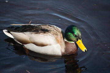 duck in the water