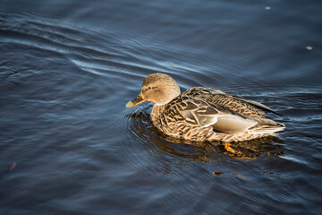 duck in the water
