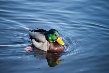 duck on the water