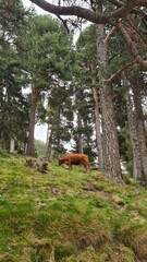 Vache dans le massif des Camporells dans le Capcir
