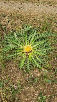 Cardabelle dans le massif du Capcir