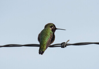 Anna's Hummingbird on barbed wire - Powered by Adobe
