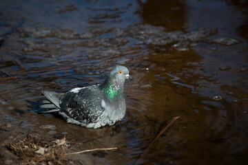 Dove on the water