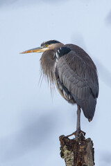 Great Blue Heron watching