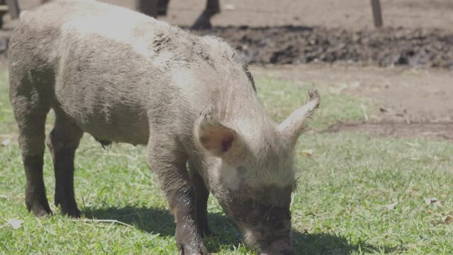 cerdito en el barro de la granja