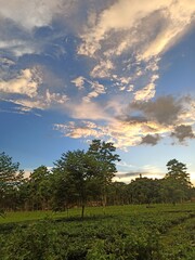 field and blue sky