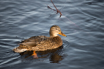 duck on the water