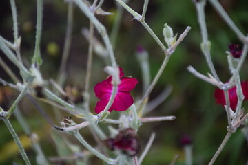 flores