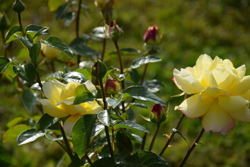 flores