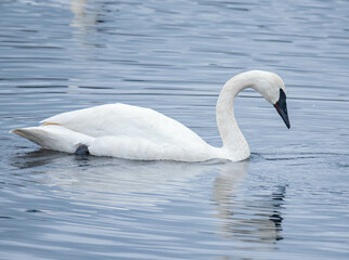 Obraz premium Trumpeter Swan