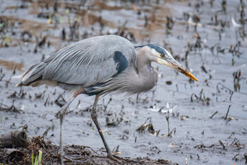 Great Blue Heron