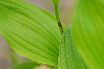 レブンアツモリソウ