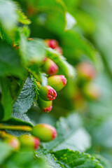 タカネナナカマド