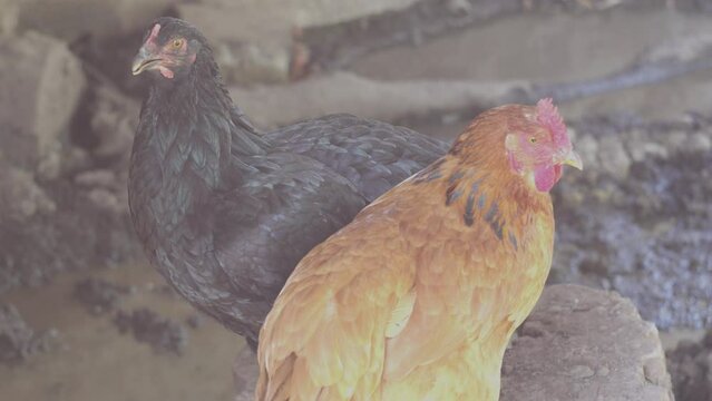 Dos gallinas en el corral de la granja