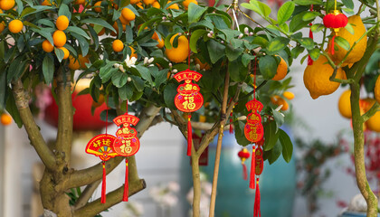 Spring festival Chinese New Year Red envelope decoration on orange tree,translation:calligraphy...