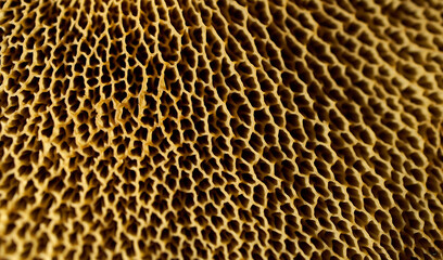 Close-up porous surface mushroom gills. View from below of mushroom gills creating a unique geometric pattern.