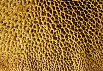 Close-up porous surface mushroom gills. View from below of mushroom gills creating a unique geometric pattern.