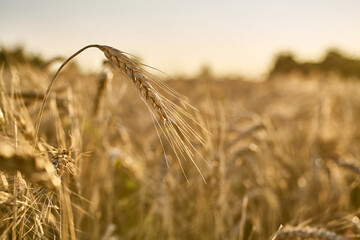 Golden wheat field ripe grain harvest time warm glow morning sky clear tranquility abundance.