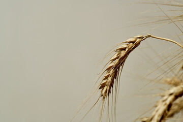 Golden wheat field ripe harvest growth nature organic farm plant seed bread-making ingredient detail