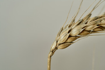 Golden mature wheat closeup. Detail texture. Natural background. Autumn yield. Landscape flour...
