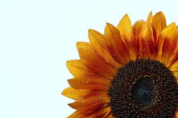 Sunflower close-up vibrant yellow petals dew drops detail texture contrast bright summer garden...