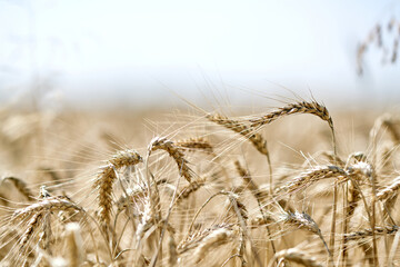 Golden wheat field ripe harvest summer cereal countryside organic bread farming environment season...