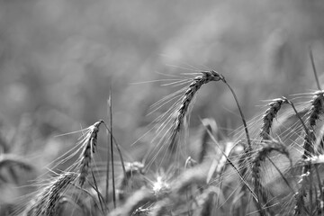 Black and white wheat field ripe harvest season natural outdoor light detailed growth.