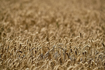 Golden wheat field ripe harvest sunlight rural landscape summer cereal organic food farming sunny outdoor natural agronomy cultivation