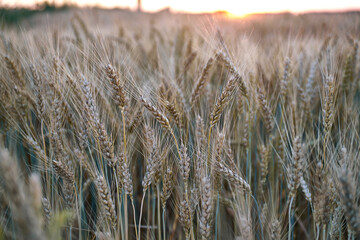 Golden wheat field bathed in warm light at sunrise or sunset with intricate details on each grain and a clear sky with subtle hues of orange and yellow.