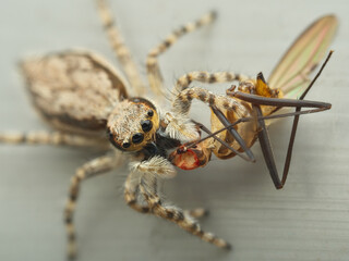 House jumping spider eat prey