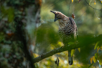 Female javan hawk-eagle perching on mossy tree branch, hunting for food, natural bokeh background