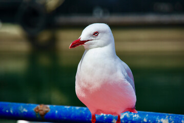 seagull on the wall