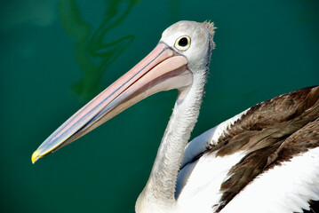 portrait of a pelican