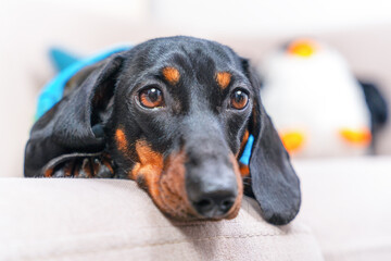 A close-up of a dachshund dog resting on a sofa, wearing a blue t-shirt, with a soft plush toy in the background. Puppy is sad alone at home