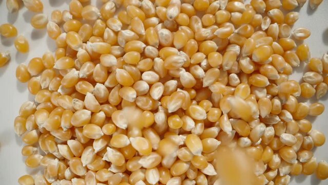 Dry corn kernels for popcorn fall down, top view, in slow motion.