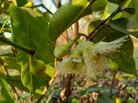 Java apple, wax apple flower and baby fruits are grow on tree