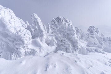 冬の八甲田山の樹氷