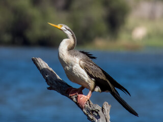 Female Australian Darter in Queensland Australia