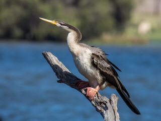Female Australian Darter in Queensland Australia