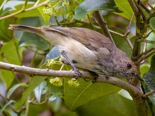 Brown Thornbill in Queensland Australia
