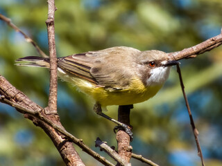 White-throated Gerygone in Queensland Australia