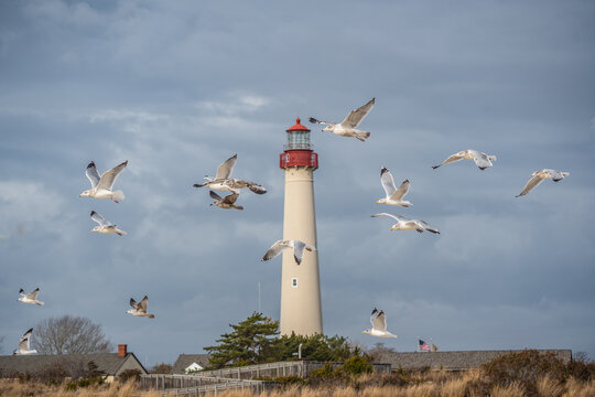 Seagulls soar through the sky in front of the iconic Cape May Lighthouse 
