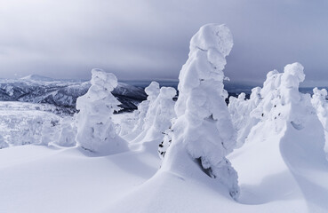 冬の八甲田山の樹氷