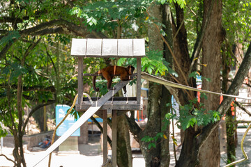 Capuchin monkey in a zoo