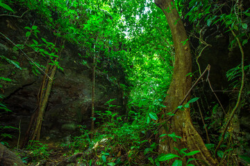 Rock Cave in Central Borneo Tropical Forest