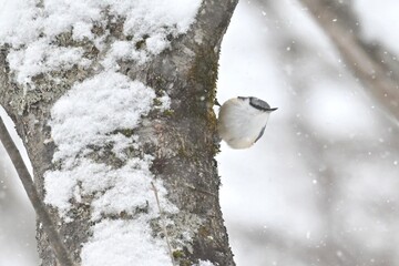 ゴジュウカラ